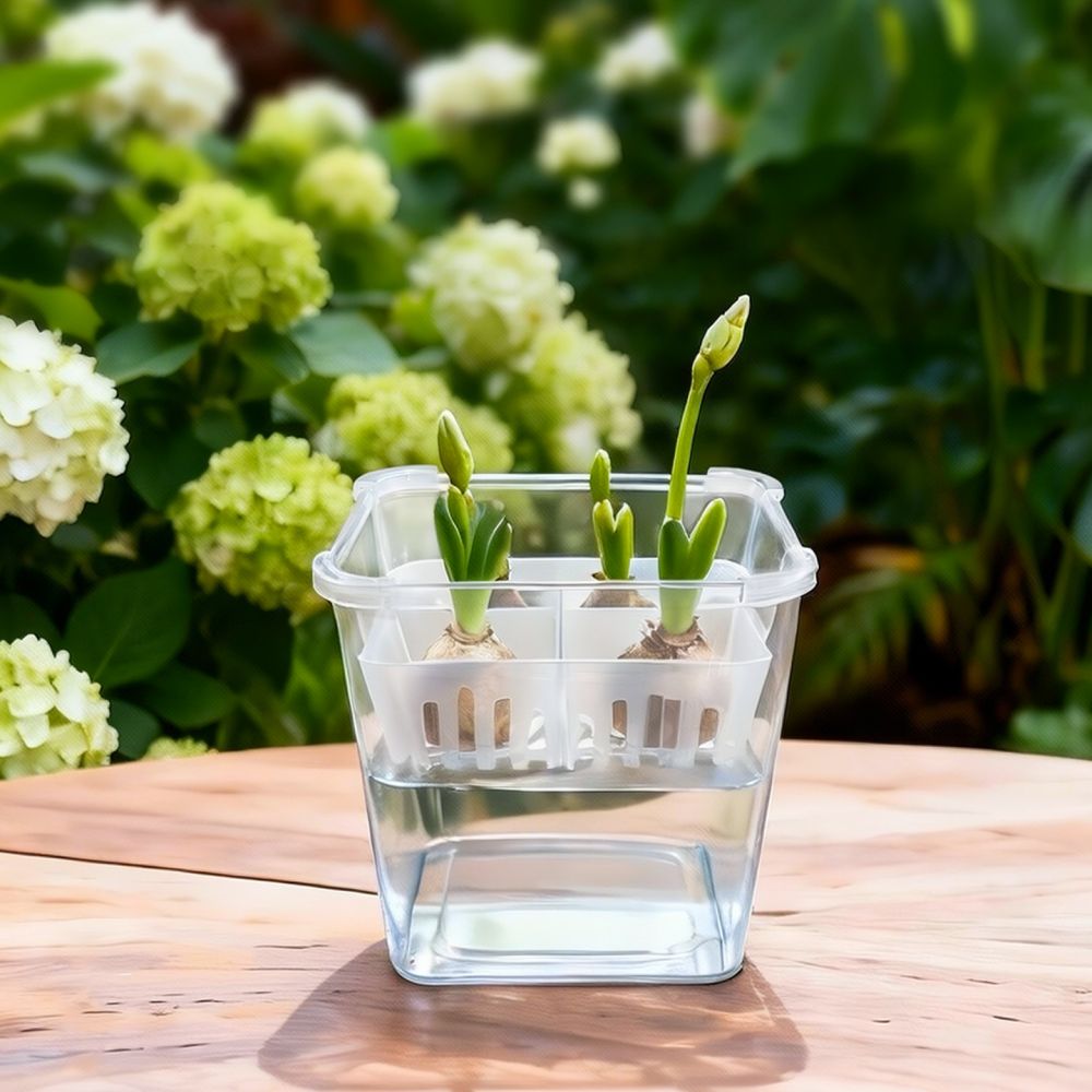 Hydroponic Vase For Tulip Lily - Plant Pot 评论和价格