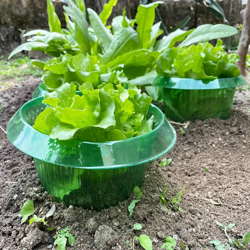 Plants Slug Protection Rings V - Terracotta Pot 评论和价格
