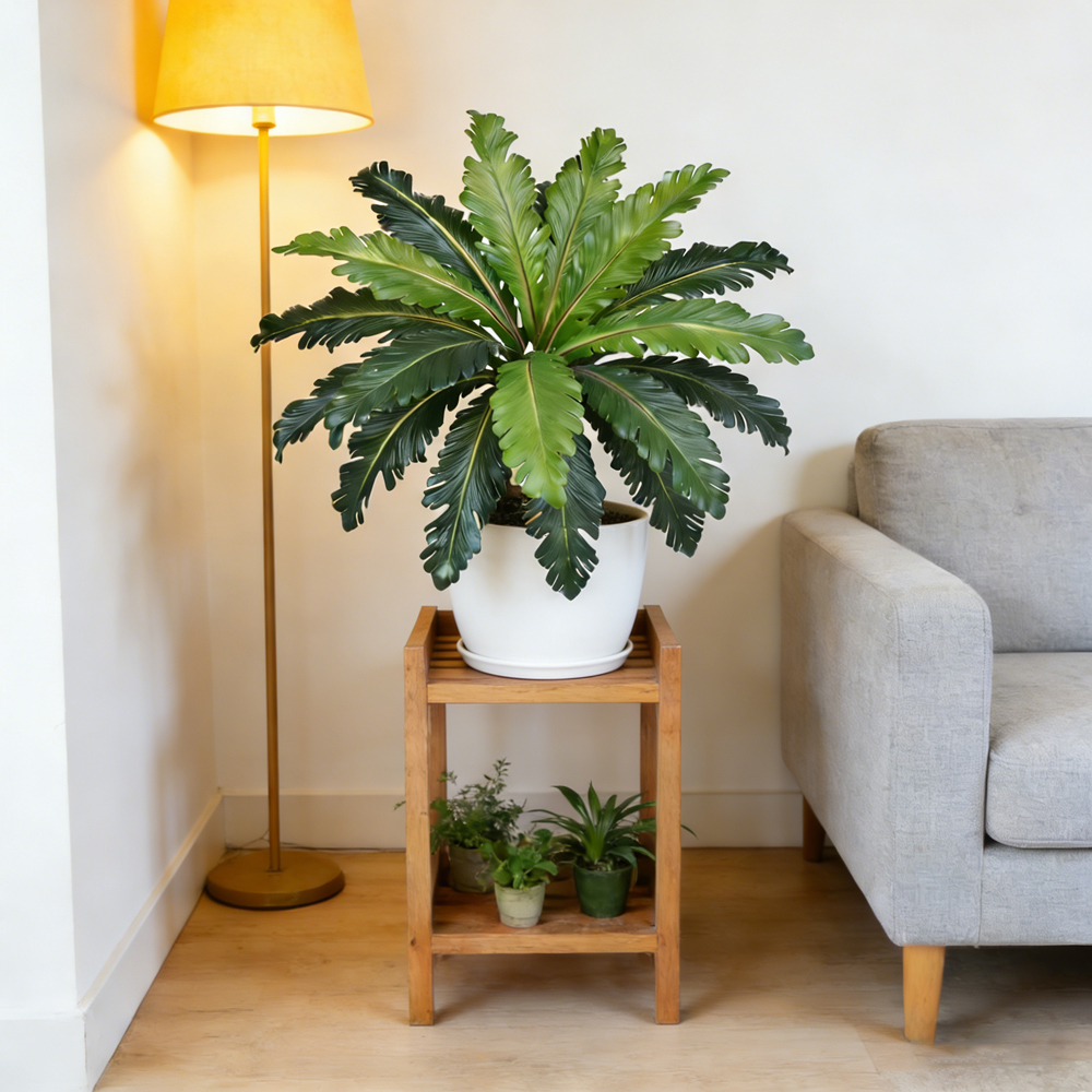 45-50cm Tropical Fake Persian  - Snake Plant 评论和价格