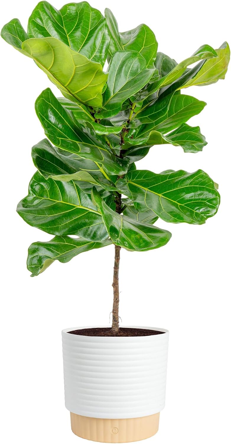 Fiddle Leaf Fig Tree, Live Hou - Fiddle Leaf Fig 评论和价格