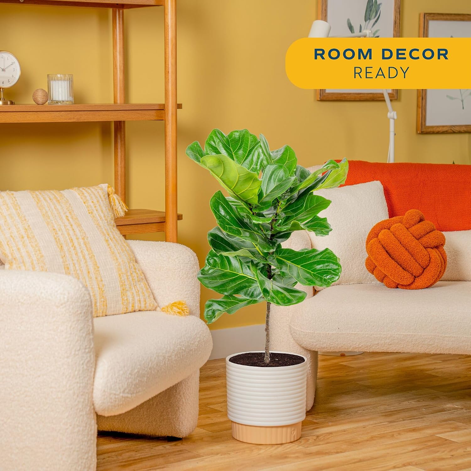 Fiddle Leaf Fig Tree, Live Hou - Fiddle Leaf Fig 评论和价格